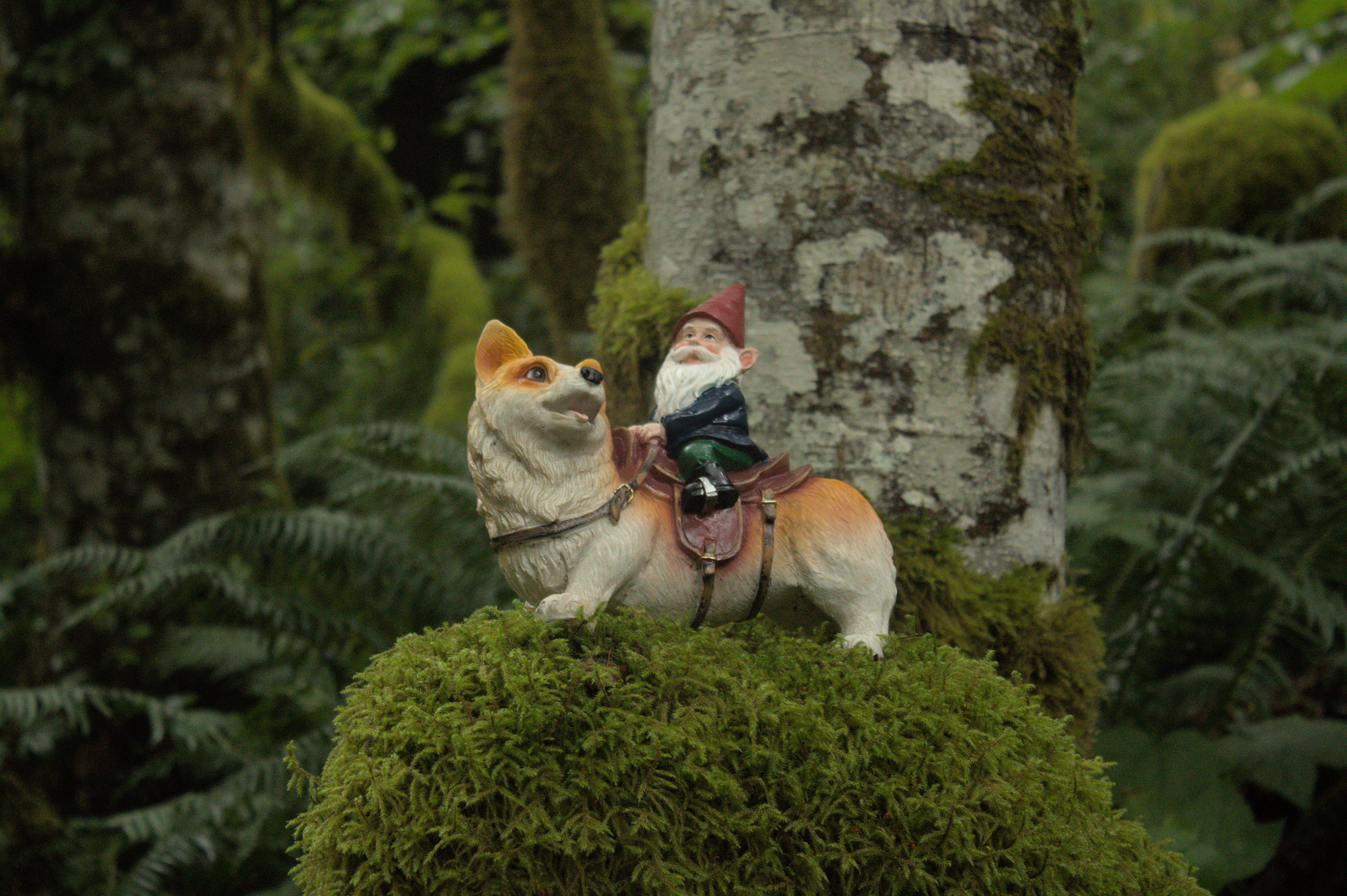 K9 2025 Bark Gallery